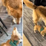 Left image shows two dogs meeting at the office door. Right image shows the coworker's dogs cavorting around the office.