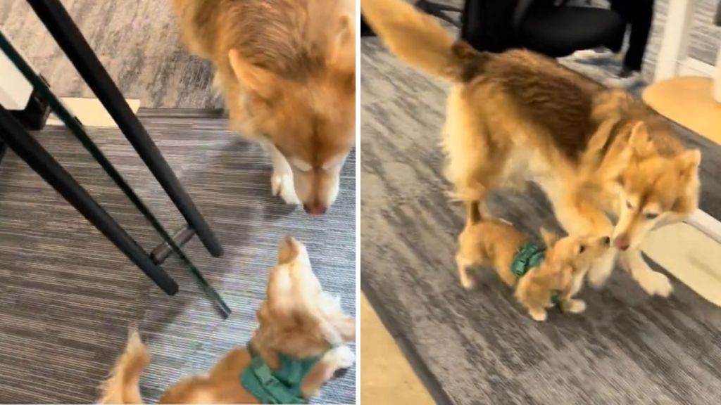 Left image shows two dogs meeting at the office door. Right image shows the coworker's dogs cavorting around the office.