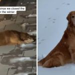 Left image shows Tucker lying by the pool waiting. Right image shows the dog sitting by the pool, still waiting.