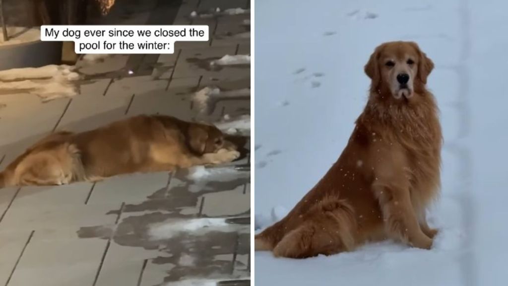 Left image shows Tucker lying by the pool waiting. Right image shows the dog sitting by the pool, still waiting.