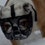 Family has to put a muzzle on their dog to keep him from eating snow.