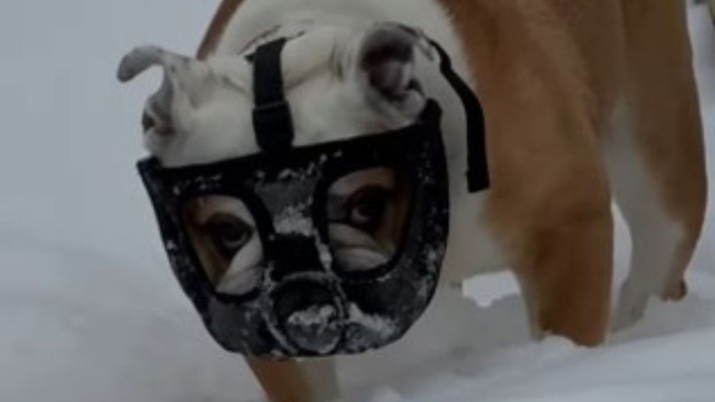 Family has to put a muzzle on their dog to keep him from eating snow.