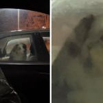 Left image shows a dog in a car staring at a man in a different car. Right image shows a close up of the dog staring.