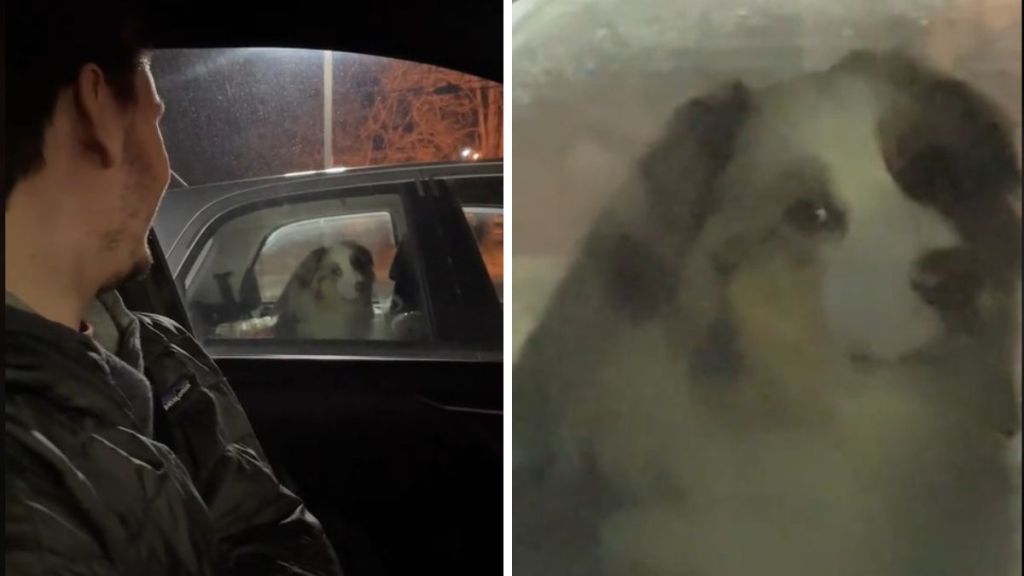 Left image shows a dog in a car staring at a man in a different car. Right image shows a close up of the dog staring.