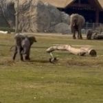 An elephant calf chasing pigeons to protect its "savanna" territory.