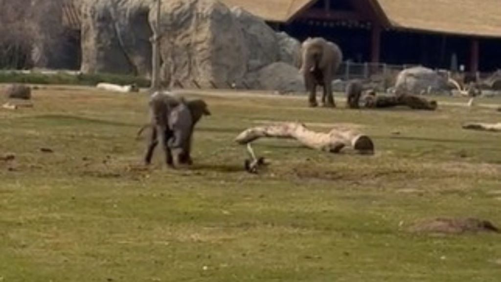 An elephant calf chasing pigeons to protect its "savanna" territory.