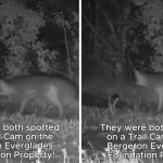 Images show two gray fox adolescents thriving after release.