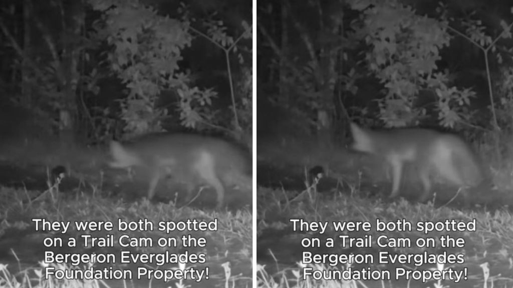 Images show two gray fox adolescents thriving after release.