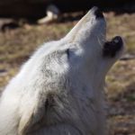 Image shows a gray wolf as he howls.