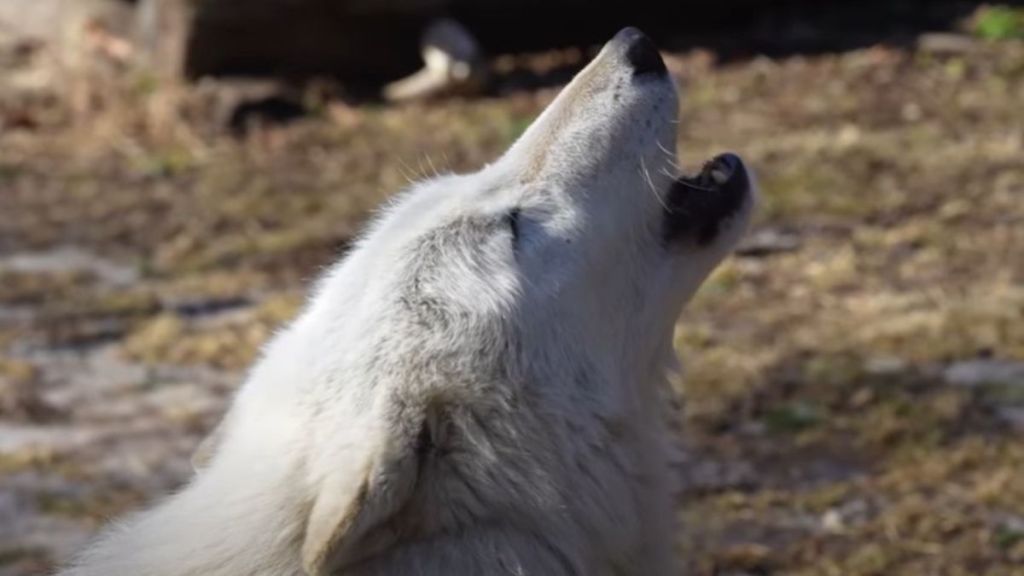 Image shows a gray wolf as he howls.