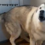 Image shows a husky protesting because his mom won't let him out in the snow.