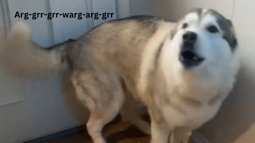 Image shows a husky protesting because his mom won't let him out in the snow.