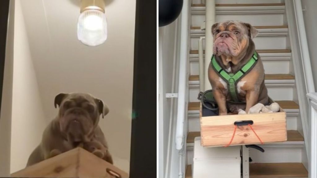 Left image shows the neighbor's dog riding up the staircase as seen through the window. Right image shows him riding down.