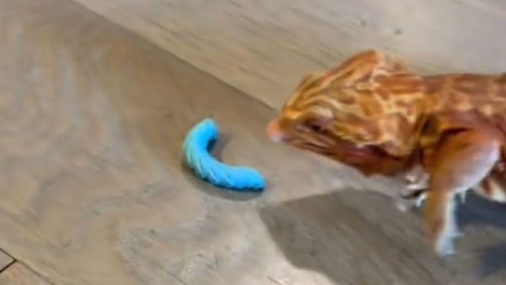 Image shows a bearded dragon getting ready to eat a hornworm.