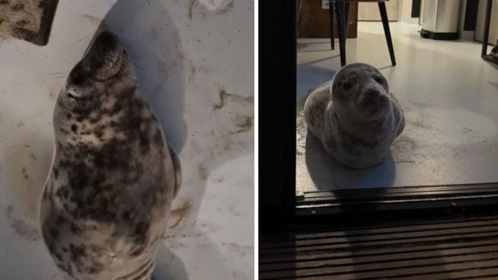 Left image shows a grey seal sleeping on a hotel room floor. Right image shows the seal leaving the room.