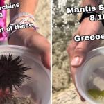 Left image shows sea urchins. Right image shows a green mantis shrimp.