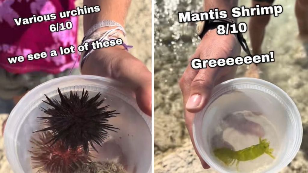 Left image shows sea urchins. Right image shows a green mantis shrimp.