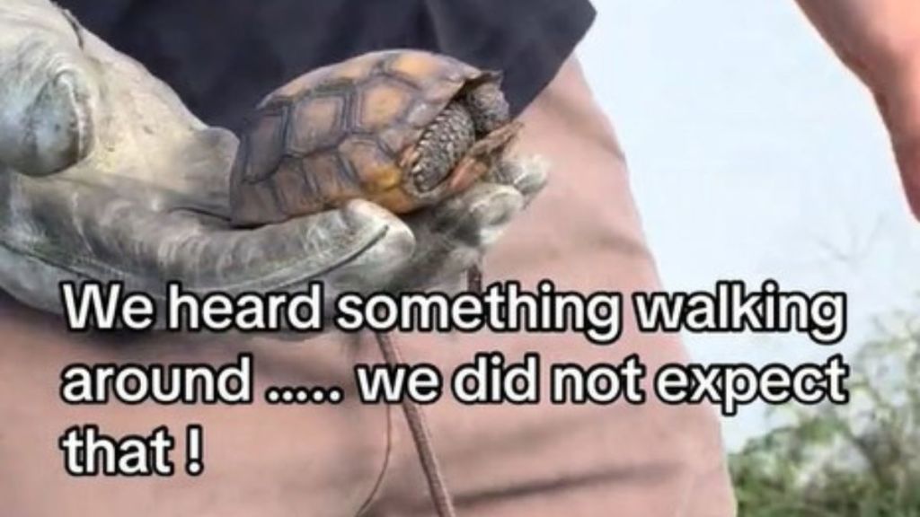 Image shows a gloved hand holding a small turtle that was found in the gutter.