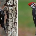 Woodpecker slow motion / Stock images of pileated Woodpeckers.