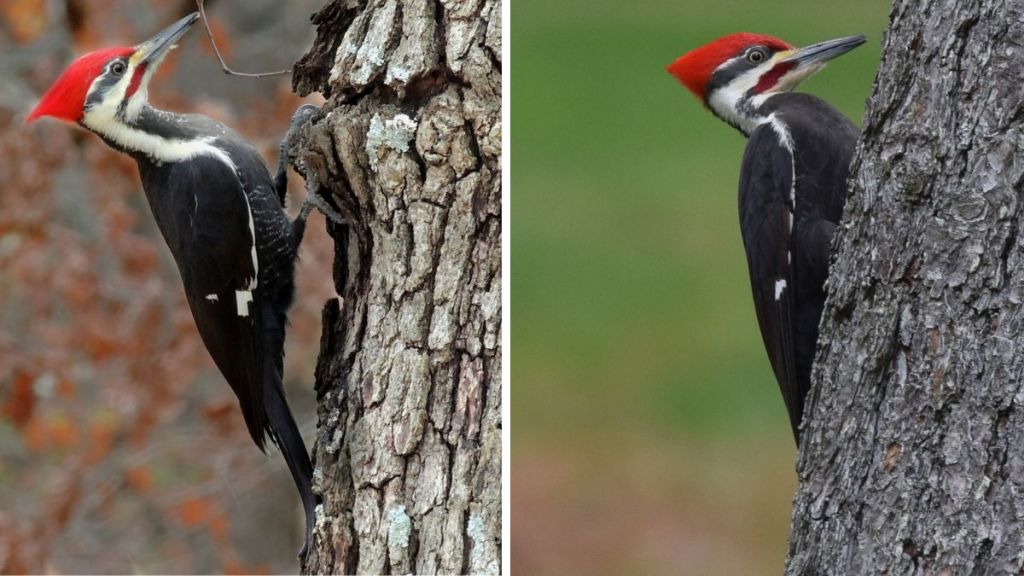 Woodpecker slow motion / Stock images of pileated Woodpeckers.