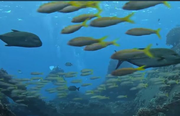 “What Happens When We Leave Our GoPro Unattended 30 Feet Under Water”