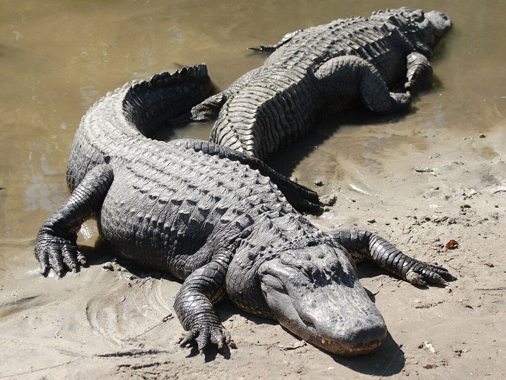 Two american alligators.