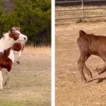 Side-by-side images of a horse and a calf running.