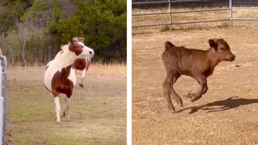 Side-by-side images of a horse and a calf running.