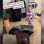 A baby presented with a cardboard box.