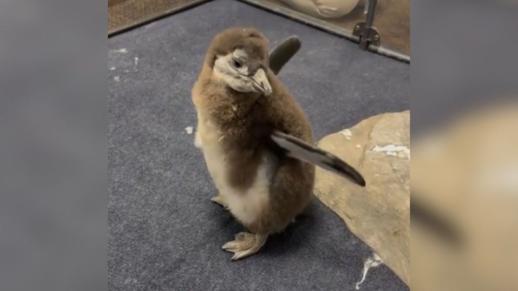 A fuzzy baby penguin stretching its wings.