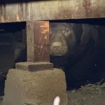 A large bear rests in the crawl space of a home, partially in a shaded area. A light shines partially on his face, making this part of him more visible