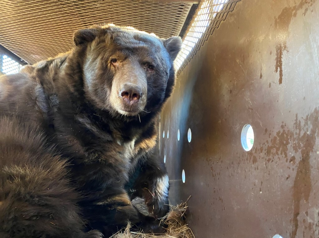 a bear inside a trap