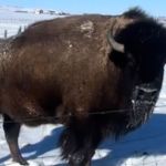 A bison standing behind a fence in the snow.