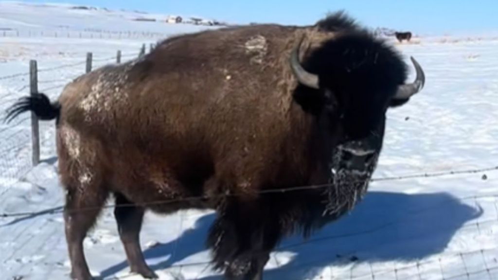 A bison standing behind a fence in the snow.