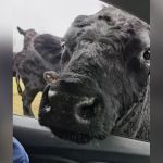 A bull sticking his head into an open car window.