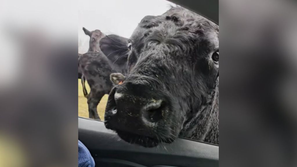 A bull sticking his head into an open car window.