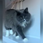 A gray cat with white paws walking.