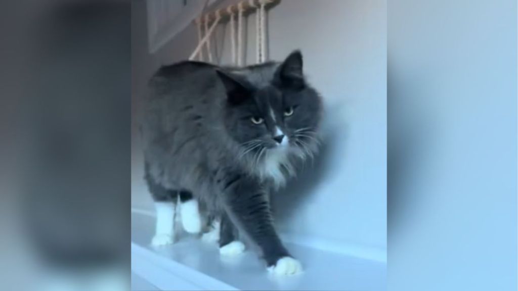 A gray cat with white paws walking.