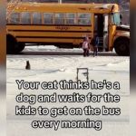 A cat waiting outside in the snow while children climb into a school bus.