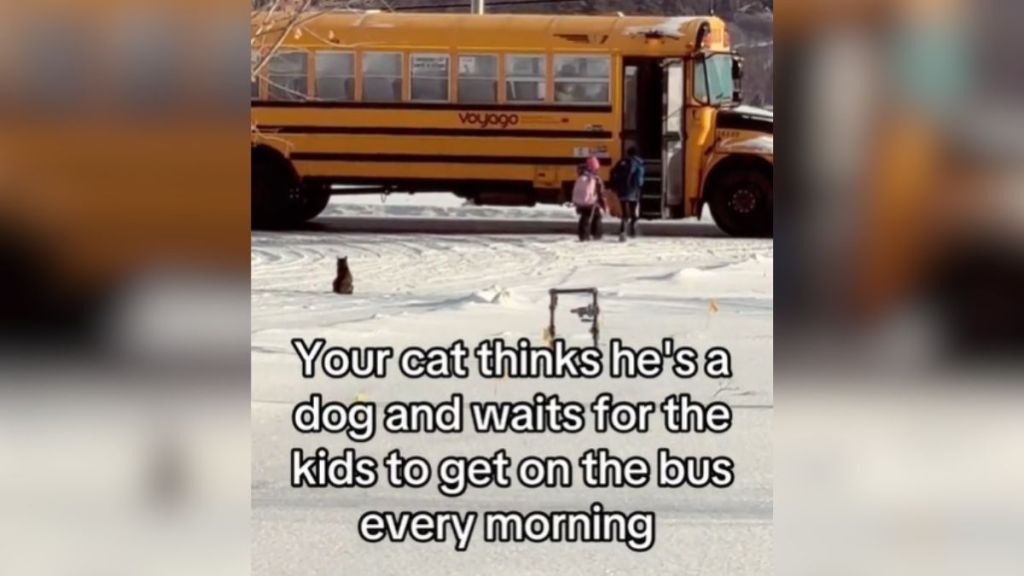 A cat waiting outside in the snow while children climb into a school bus.