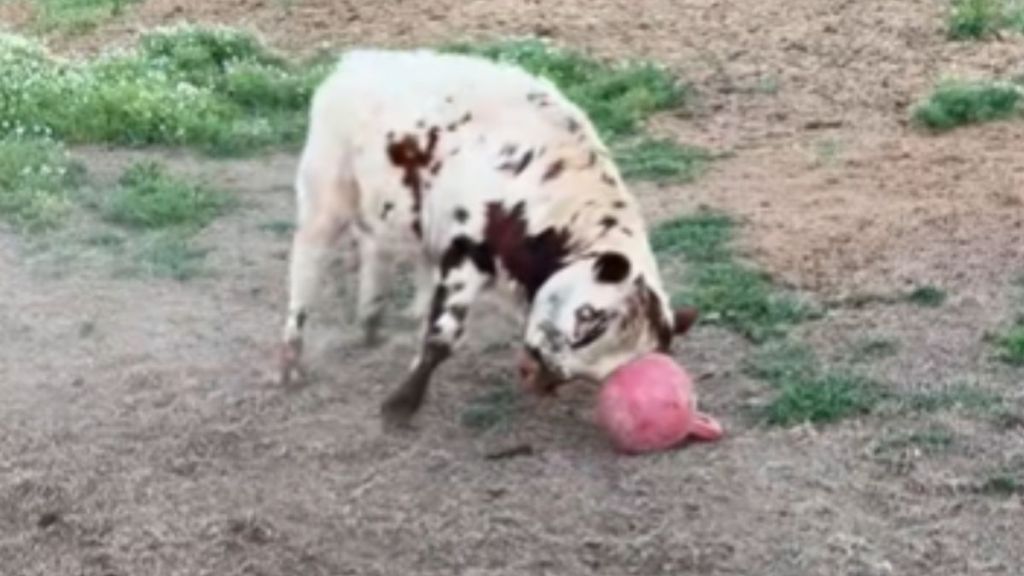 A cow playing outside with a pink rubber ball.