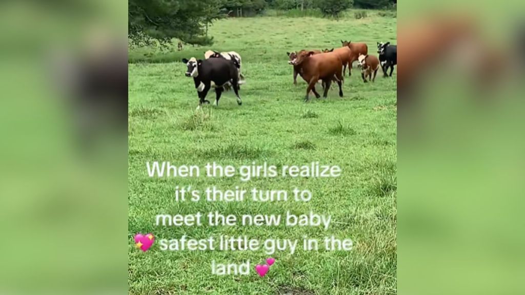 A herd of cattle trotting through the grass.