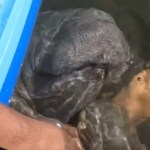 Close up of the view of someone on a kayak. Part of the kayak and the person's leg can be seen. A manatee lays in the water, holding onto the kayaker's leg