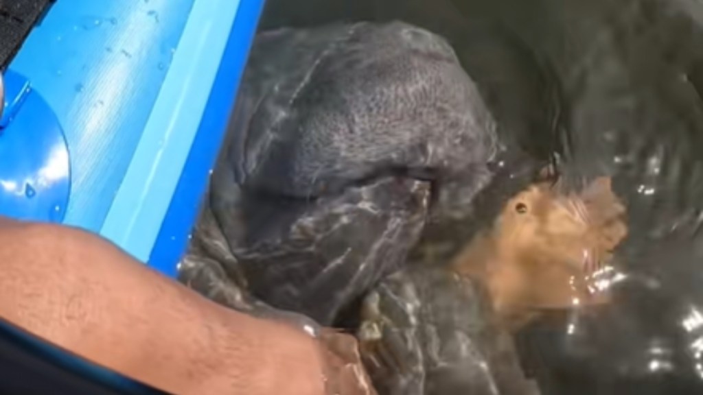 Close up of the view of someone on a kayak. Part of the kayak and the person's leg can be seen. A manatee lays in the water, holding onto the kayaker's leg