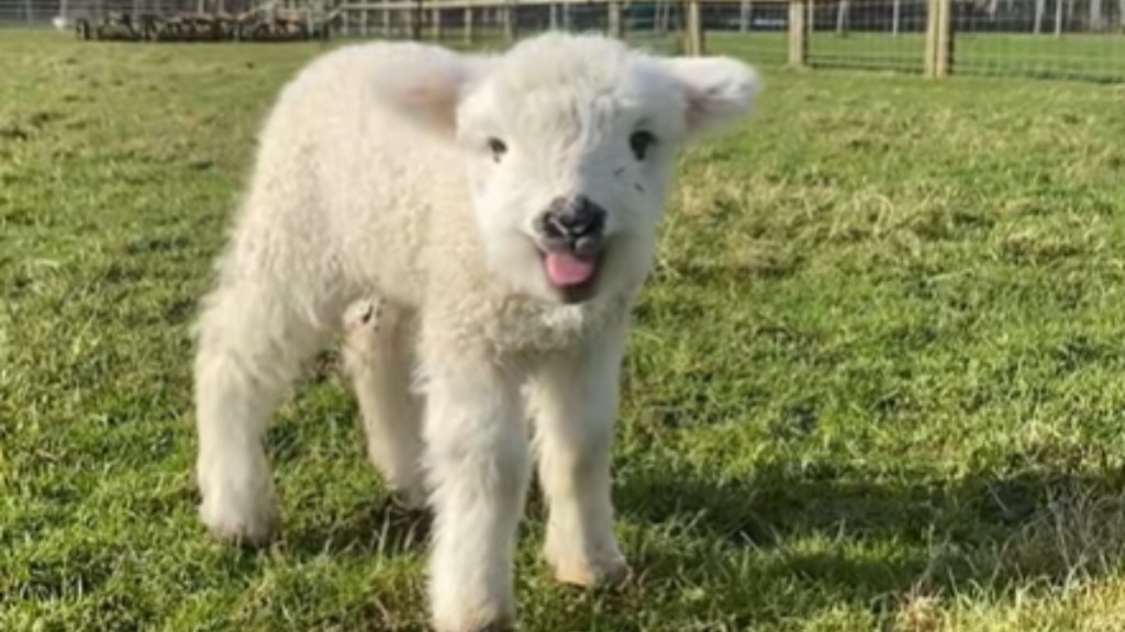 Close up of a tiny lamb standing in a grassy area. The lamb is looking at the camera, mouth open wide