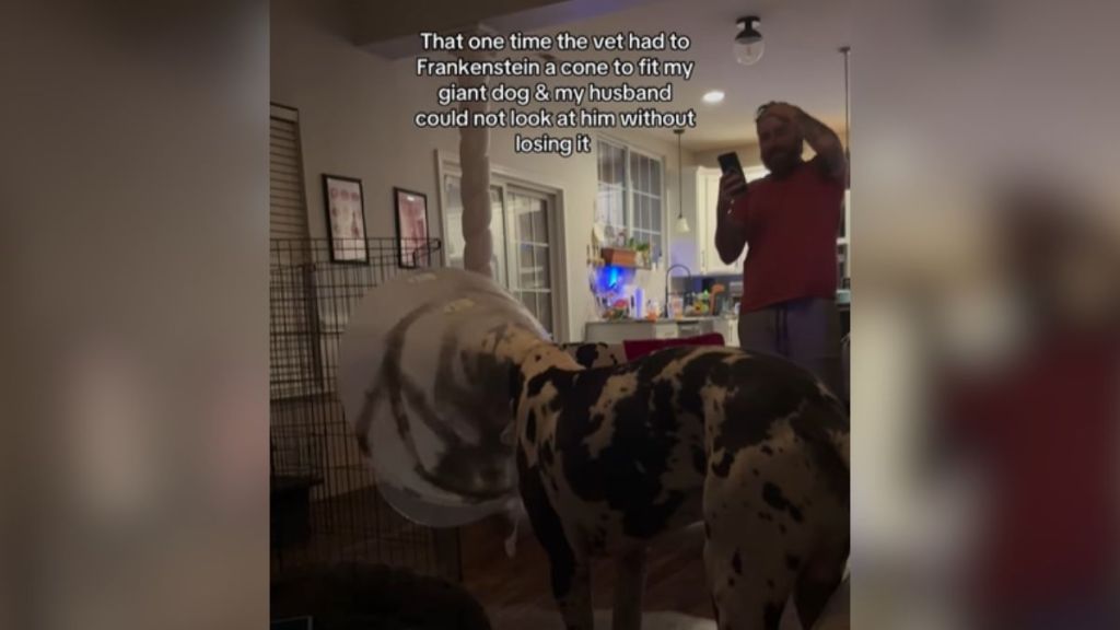 A man looking at his Great Dane, who is wearing a big cone.