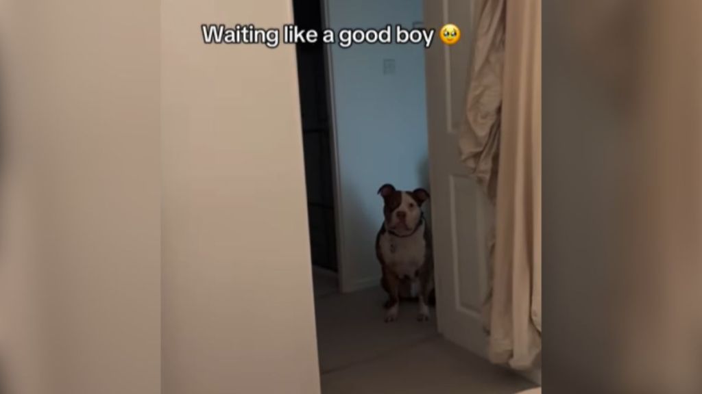 A dog sitting in the doorway outside a room.