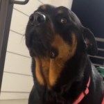 Close up of a rottweiler giving the camera major side-eye