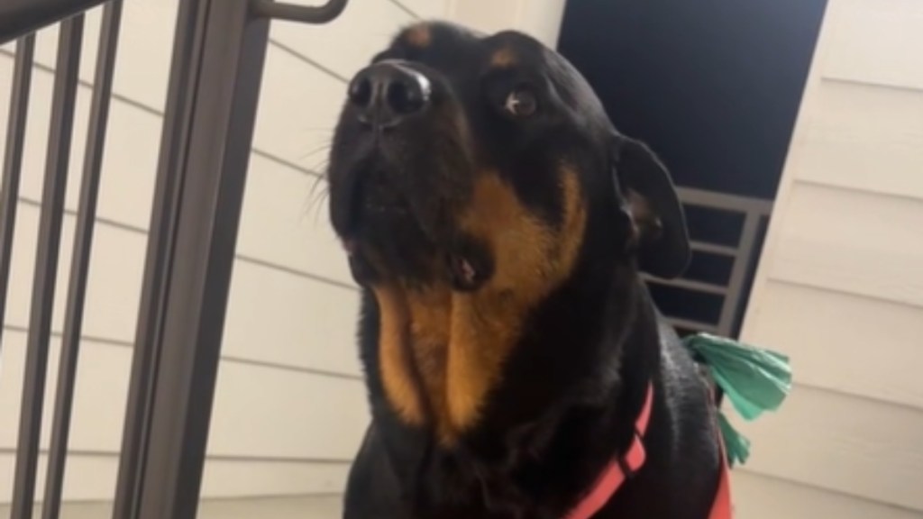 Close up of a rottweiler giving the camera major side-eye