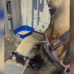 A horse looking at a group of tiny kittens.